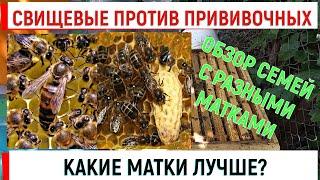 Какие матки лучше? Свищевые против прививочных.