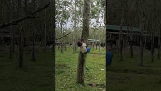 So funny! Kuku does circus work with ropes