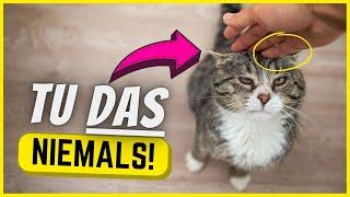 10 Dinge, die Katzen mehr hassen als hochgehoben zu werden!