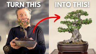 Small Bonsai for Beginners: Cutting, Growing, & Next Steps