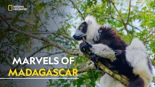 Marvels of Madagascar | Madagascar's Weirdest  | हिंदी | Full Episode | S1 - E2 | Nat Geo