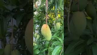 Valcarry the best Mango in Florida almost ready