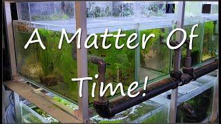 The Trouble With Low Maintenance Fish Tanks