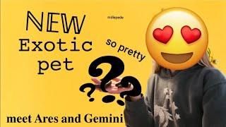 new EXOTIC millipedes | Meet Ares and Gemini | F.T.L.O.A