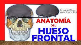  FRONTAL BONE, Anatomy. Easy, Fast and Simple