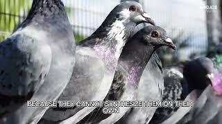 Amino acids play a crucial role in the health and performance of racing pigeons