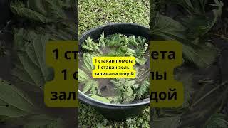 Это дармовое удобрение заменит навоз на огороде! Урожай будет некуда девать