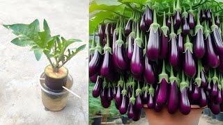 How to grow eggplant tree with water || easy way to grow eggplant tree on pot