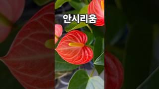 꽃이팡팡 ~ 안시리움~