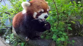 One Hour Of Red Pandas Eating Crunchy Snacks