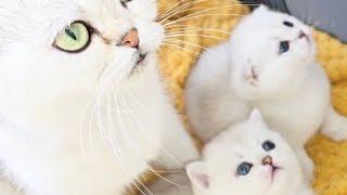 Sweetie Kittens Scottish straight and Scottish fold