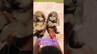 Home breed Pomeranian puppy's available now  #haighlight #everyone #trending #doglover #like