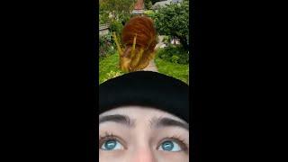 I have the Largest Snail in The World #Shorts
