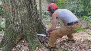 Cutting Deep Wooded Timber Up-close! #81