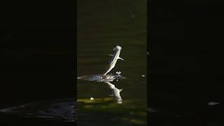 flying fish #natgeo #fish