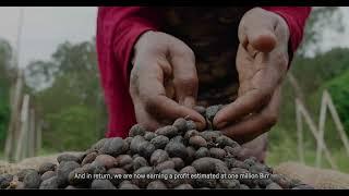 Ethiopian Wild Coffee: Farmer and forest-friendly beans