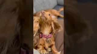 Fast fighting like ninja #milliemondays #wrigleywednesdays #ninja #dog #dogs #doggie #doggies #puppy