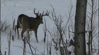 The reality of hunting Big Bucks in Alberta