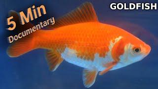 Goldfish - 5 Minute Documentary