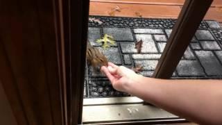 hand feeding a chipmunk from the kitchen slider