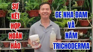 Sự Kết Hợp Hoàn Hảo Giữa GE Nha Đam Với Nấm TriChoDerma Cho Chúng Ta Một Vườn Lan Xanh Tốt.