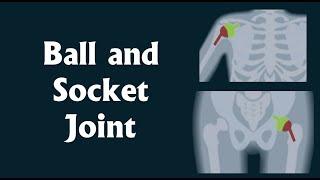 Ball and Socket joint