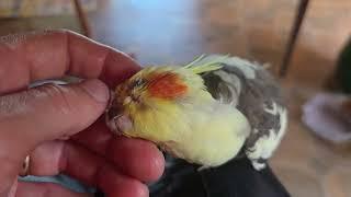 Cockatiels a Pampered Chimcken.