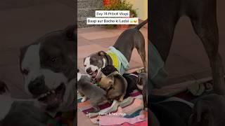 Pitbulldog & Puppies Daily Vlog ️ #dog #puppy