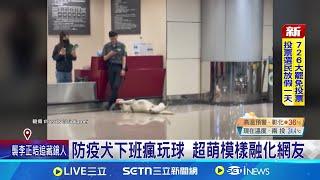 防疫犬"靈鼻"揪違禁品 訓練配獎勵大展身手 防疫犬下班瘋玩球 超萌模樣融化網友│記者 石明啓 粘菀瑄│萌寵54來當家20250621│三立新聞台