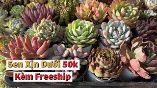 Sen giống mới già đẹp chị dưới 50k mà con freeship nè | succulent Gia Nghia