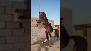 حرارة الخيل العربي الاصيل