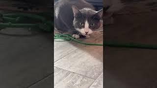 My cat’s favorite string
