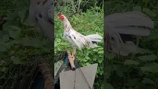 FILIPINO ROOSTER - 37