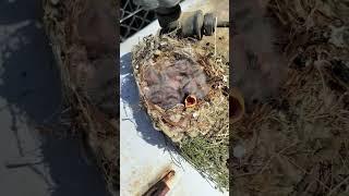 Found this Baby Birds on the tank Every Spring the birds use this spot to put their nest here.