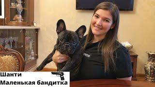 Шанти - маленькая бандитка/Французский Бульдог