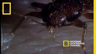 Bed Bugs | National Geographic