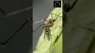 Teeth of mosquitoes | mosquito bite | deadly insect  #startone #trending #animals #mosquito #shorts