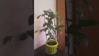 Маракуйя из семян