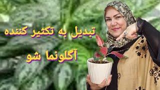 همه چیز در مورد تکثیر️ آگلونمای️ زیبا. روش های حرفه ای برای تکثیر️ آگلونمای ️ زیبا و رنگارنگ