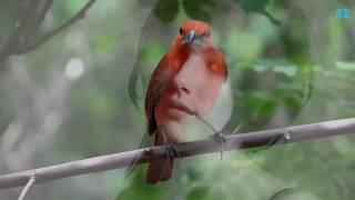 حال که دیوانه شدم میروی .... آر