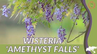 WISTERIA 'AMETHYST FALLS' Information and Growing Tips! (Wisteria spp.)