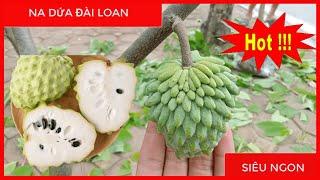 CÂY NA DỨA ĐÀI LOAN [SIÊU NGON] | SĐT/ZALO: 092.692.2886