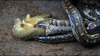 DRAMATIC WILD EVENTS (English) in Kruger National Park.