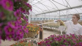 Bedding Plants Common FAQs | Expert Advice From Our UK Growers