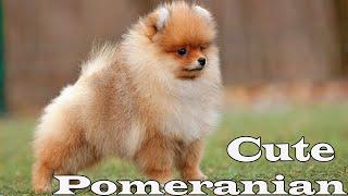 Cute little Pomeranian puppy. 018 #pomeranianpuppy #cutepomeranianpuppy #cutepomeranian