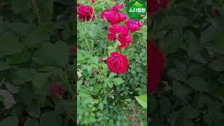 보르도장미 - 소리정원에서