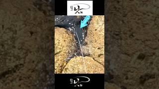 잠시도 틈을 주지 않는 A Rockfish took the Bait right away as soon as hung the Fishing Rod.