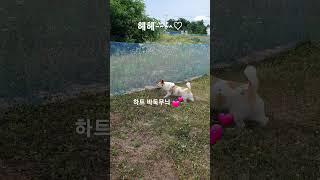 #뒷발팡팡 #문워크 #빌리진 #절세미견 #하트