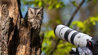 Spring Discoveries: A Wildlife Photography Adventure