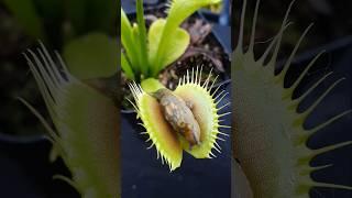 Slug battles Venus Flytrap #carnivorousplant #shorts
